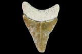 Fossil Megalodon Tooth - Florida #108409-1